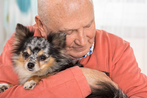 Senior man dog, Chihuahua