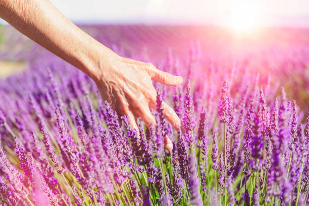 Close-up of an elderly woman hand in the lavender field flowers at Provence - Nature travel concept.
